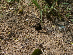 Battus polydamas