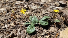 Viola purpurea integrifolia