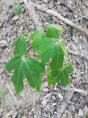 Gyrocarpus jatrophifolius