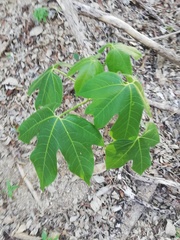 Gyrocarpus jatrophifolius