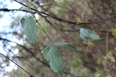 Gonolobus uniflorus