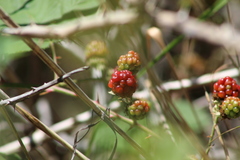 Rubus fruticosus