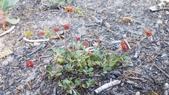 Eriogonum marifolium