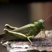 Notched Shield Grasshopper - Photo (c) Babajide Agboola, some rights reserved (CC BY-NC), uploaded by Babajide Agboola