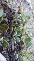 Eriogonum marifolium