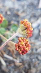 Eriogonum marifolium