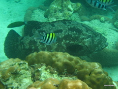 Epinephelus fuscoguttatus