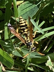 Polistes dominula