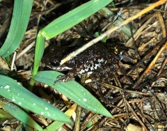 Eleutherodactylus nitidus