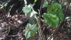 Montrichardia linifera