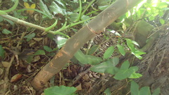 Montrichardia linifera