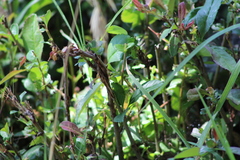 Hygrophila
