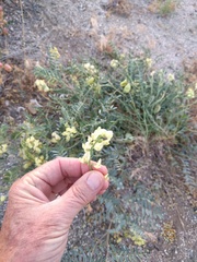 Astragalus douglasii parishii