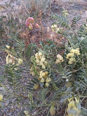 Astragalus douglasii parishii