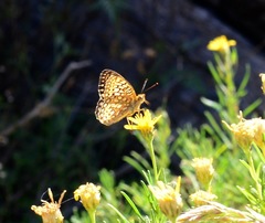 Speyeria callippe comstocki