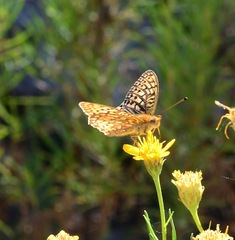 Speyeria callippe comstocki