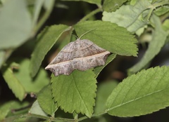Metanema determinata
