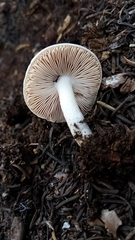 Pluteus orestes