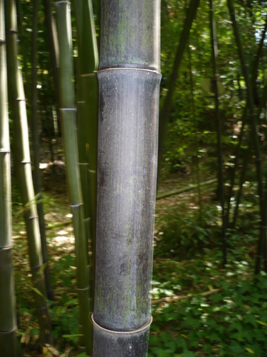 Phyllostachys nigra
