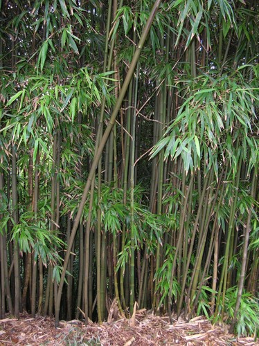 Phyllostachys nigra