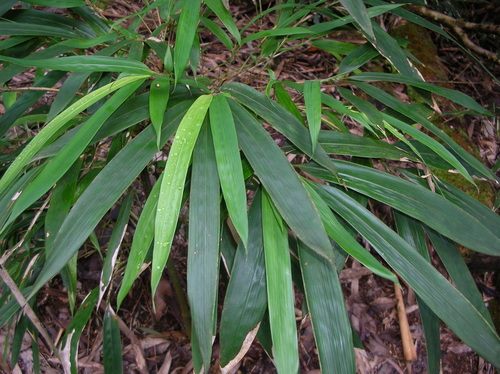 Phyllostachys nigra