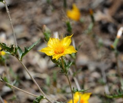 Mentzelia lindleyi
