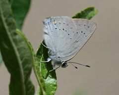 Satyrium sylvinus dryope