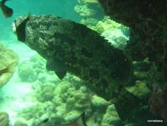 Epinephelus fuscoguttatus
