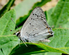 Tharsalea xanthoides