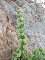 Lamiaceae