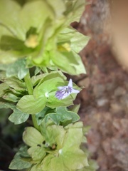 Lamiaceae