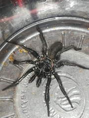 Mygalomorphae