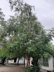 Moringa oleifera