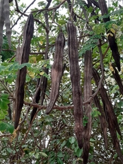 Moringa oleifera