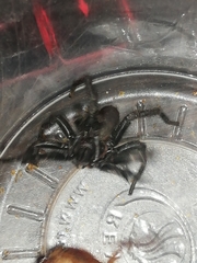 Mygalomorphae