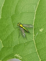 Condylostylus caudatus