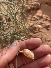 Astragalus ceramicus