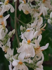 Moringa oleifera