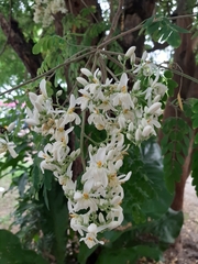 Moringa oleifera