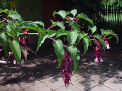 Leycesteria formosa