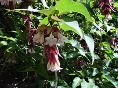 Leycesteria formosa