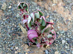 Tetragonia microptera