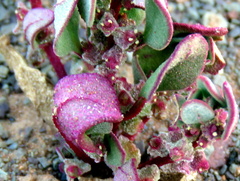 Tetragonia microptera