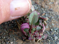 Tetragonia microptera