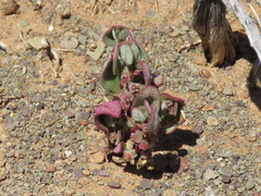 Tetragonia microptera
