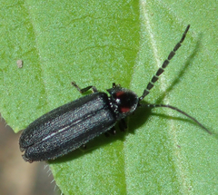 Lucidota punctata