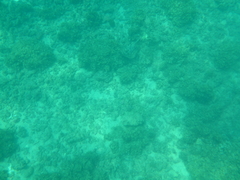 Urobatis concentricus