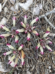 Pedicularis centranthera