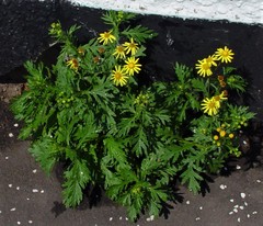 Senecio squalidus