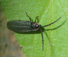 Lucidota punctata
